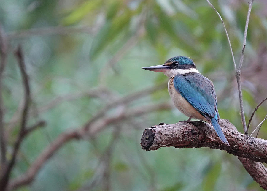 Sacred Kingfisher Perched Photograph by Maryse Jansen