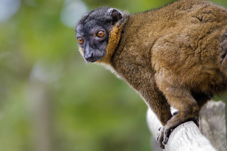 Collared Lemur Portrait Photograph