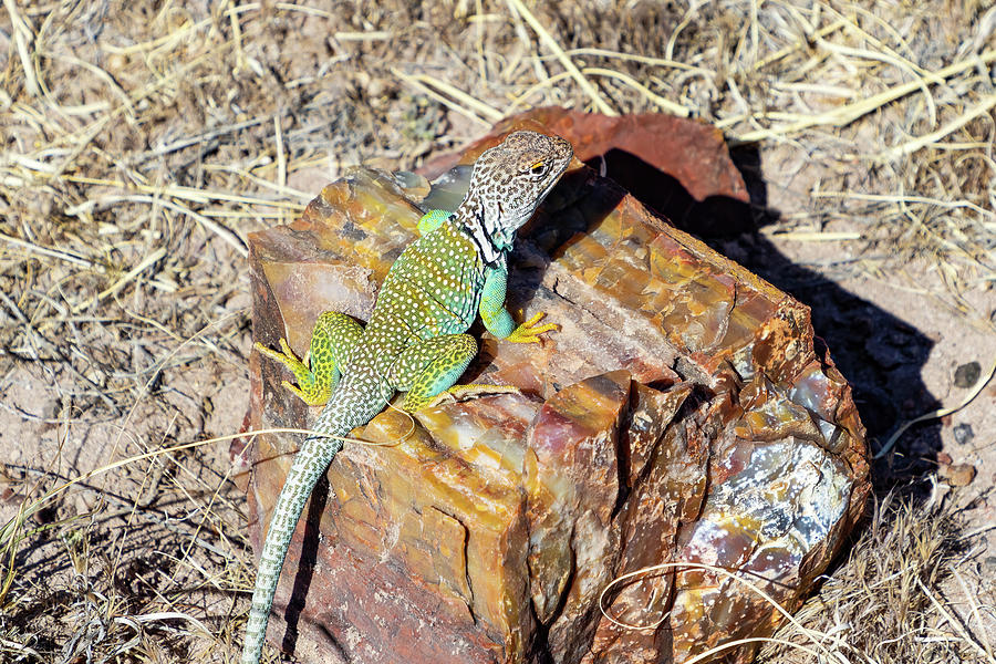 Collared Lizard Photograph by James Marvin Phelps