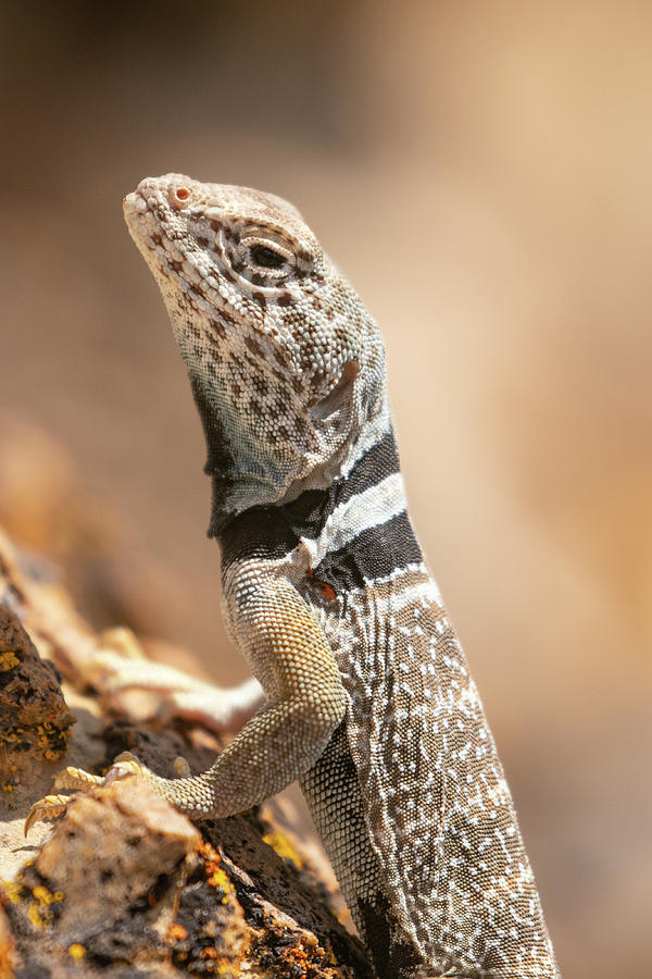 Collared Lizard Photograph by Kent Keller