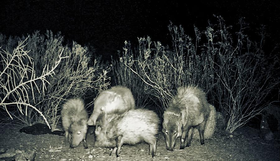 Collared Peccary or Javelina Herd  at Night Photograph by Judy Kennedy