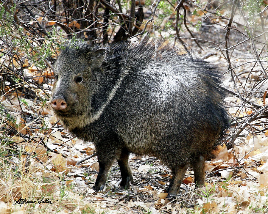 Collared Peccary Photograph by Stephanie Salter