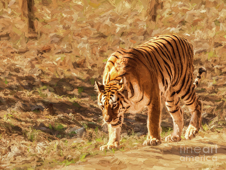 Collarwali, Pench tigress Digital Art by Liz Leyden