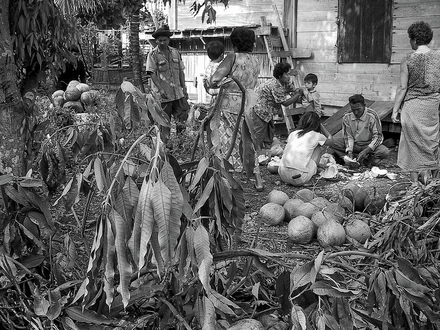 Collecting coconuts Photograph by Jeremy Holton