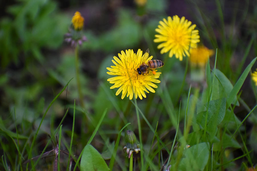 Collecting Pollen Photograph By Paula Holland - Fine Art America