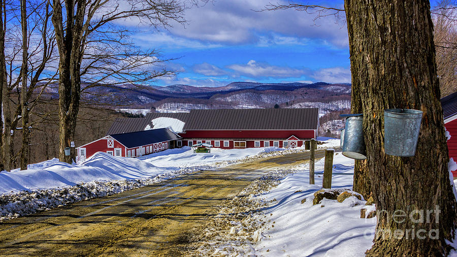 Collecting sap overlooking the Green Mountains Photograph by Scenic Vermont Photography