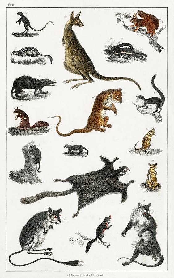 Collection of animals in the canine and feline family from A history of the  earth and animated natur Painting by Les Classics - Fine Art America