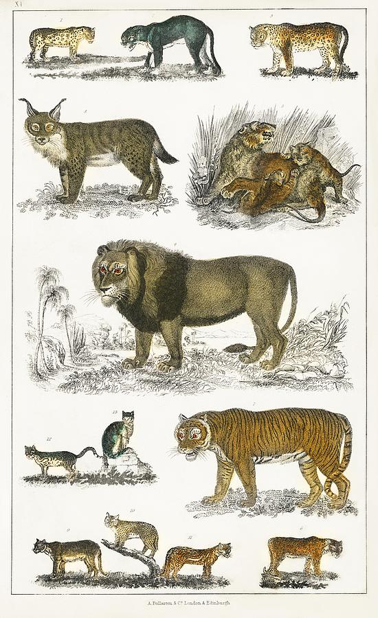 Collection of animals in the feline family from A history of the earth ...