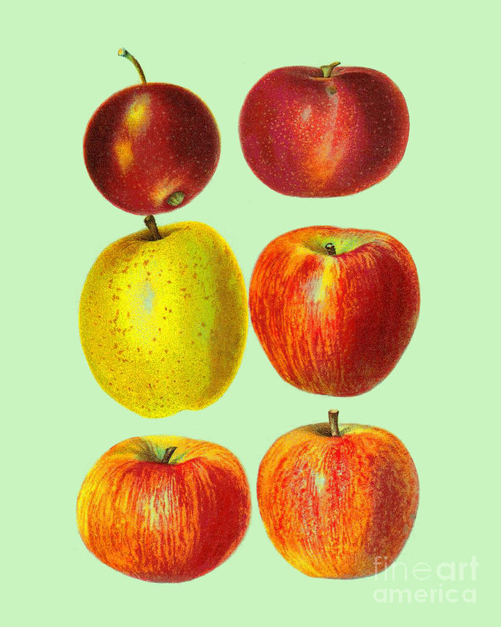 Apple Digital Art - Collection Of Apples by Madame Memento