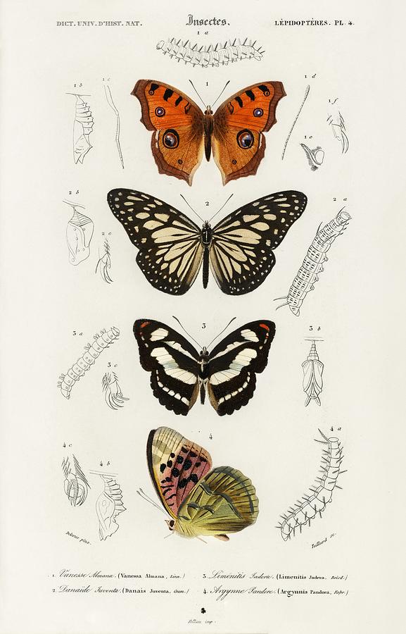 Collection of butterflies illustrated by Charles Dessalines D Orbigny ...