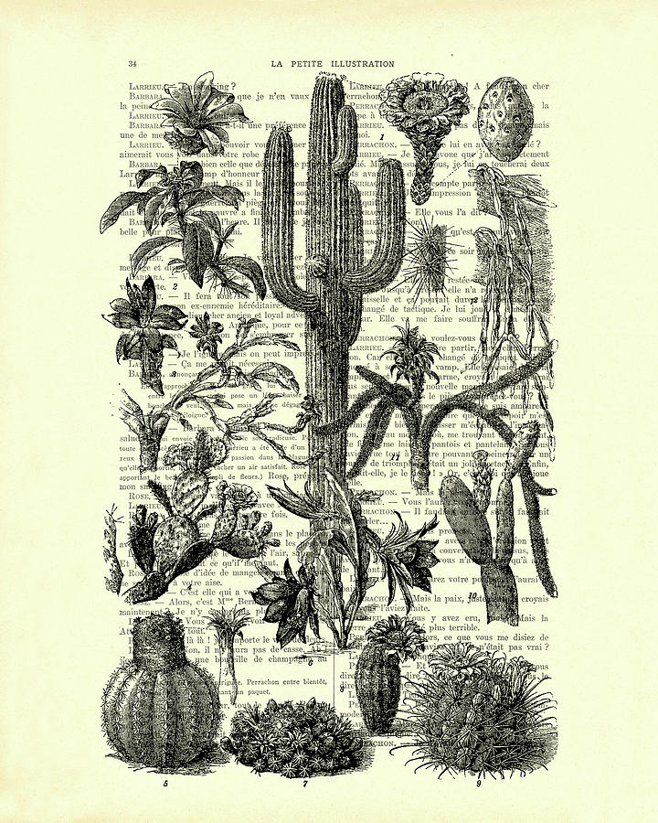 Black And White Mixed Media - Collection Of Cactus And Succulents In Black And White by Madame Memento
