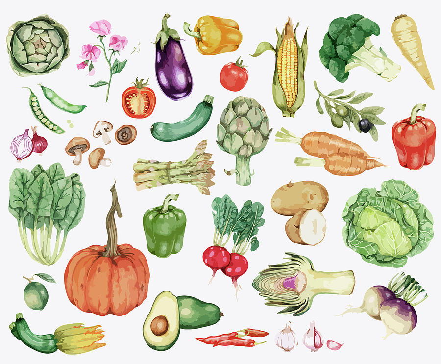 Collection of colorful vegetable illustration Painting by MotionAge Designs