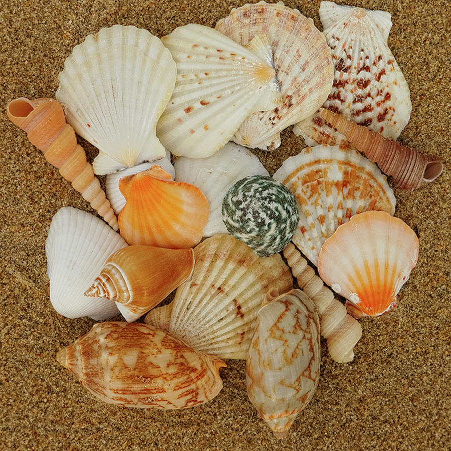 Collection of Different Seashells on Beach Photograph by Lori A Cash ...