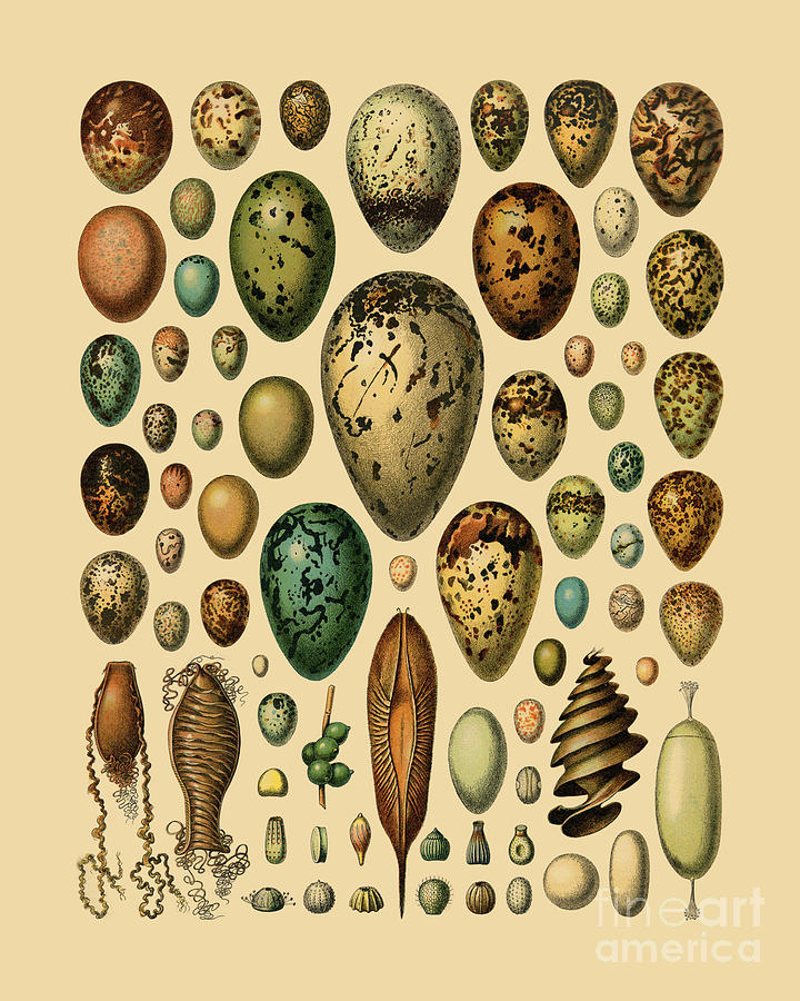 Egg Digital Art - Collection Of Eggs by Madame Memento
