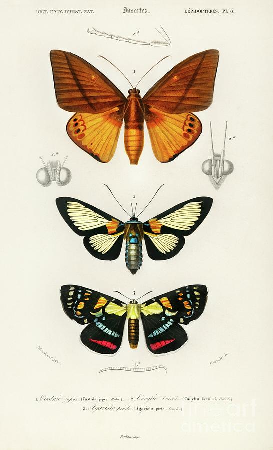 Collection of moths illustrated by Charles Dessalines Digital Art by ...