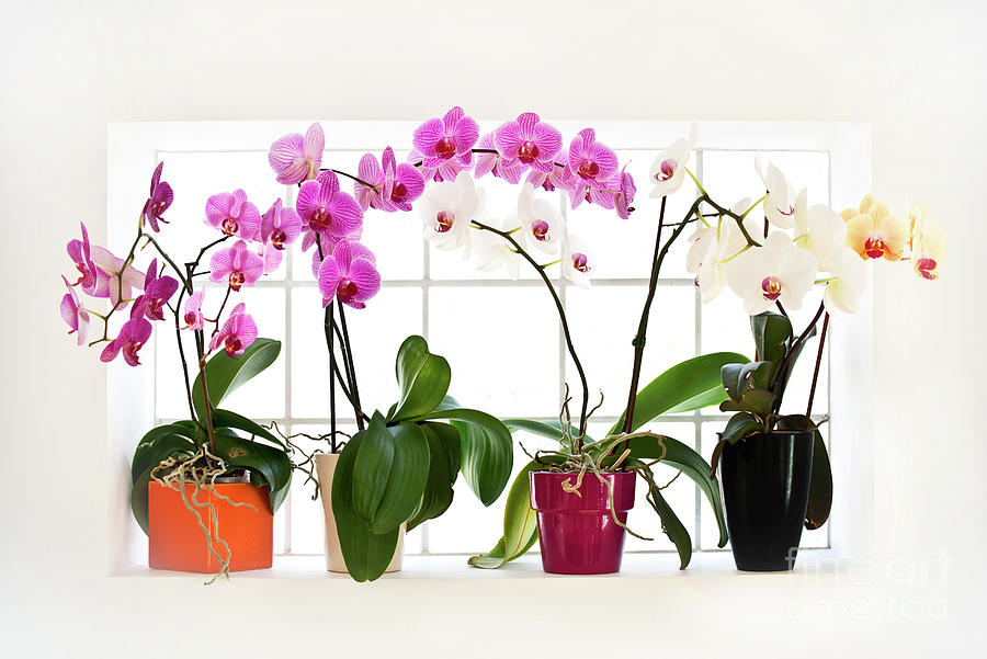 Collection of phalaenopsis orchids Photograph by Delphimages Photo Creations