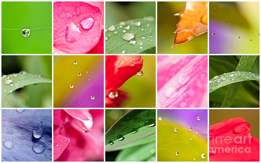 Collection of waterdrops Photograph by Delphimages Photo Creations