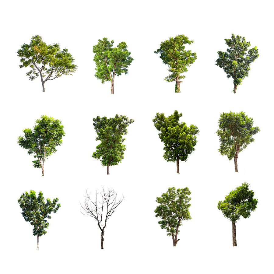 Collections green tree isolated on white background Photograph by Pakin Songmor