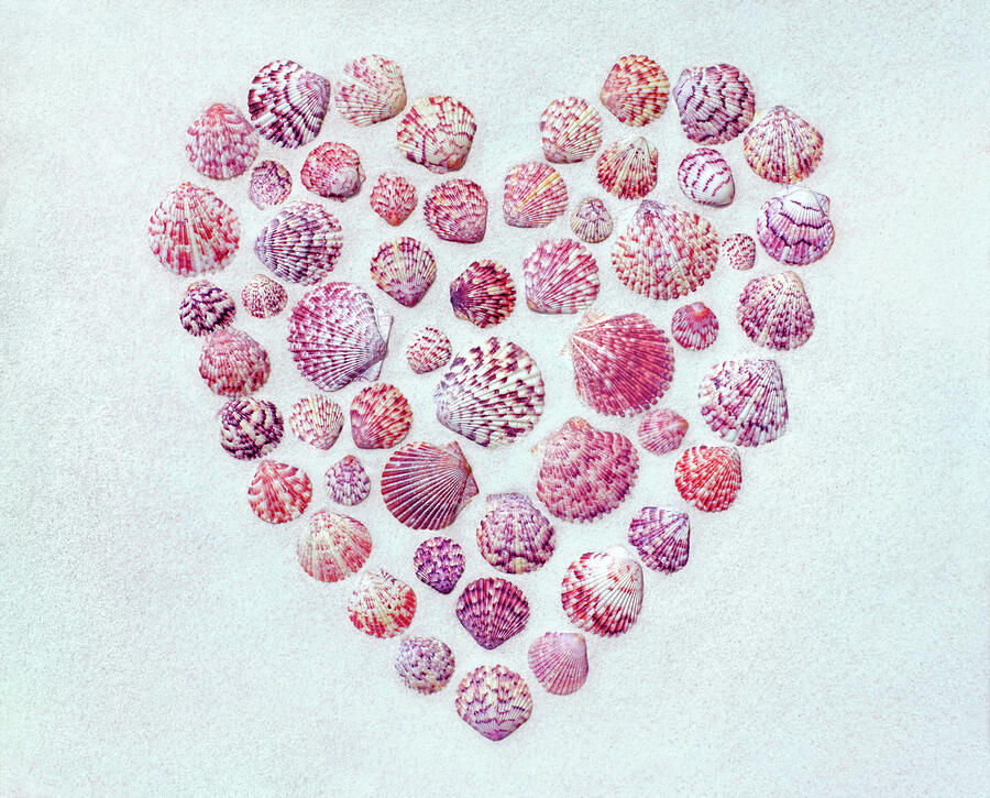 Collector at Heart Photograph by Kathi Mirto Collector at Heart Photograph by Kathi Mirto