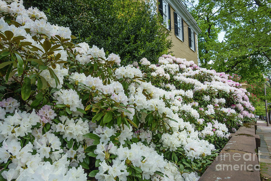 College Hill Providence Rhode Island Flowers Photograph by Edward Fielding