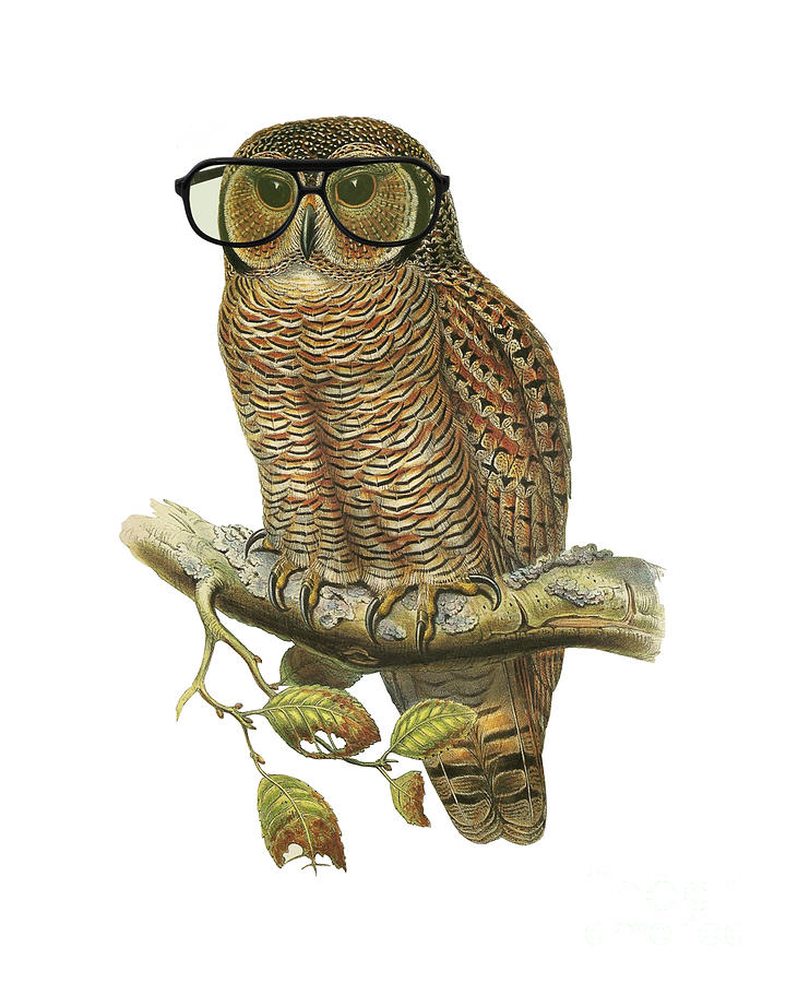 Owl Digital Art - College Owl by Madame Memento