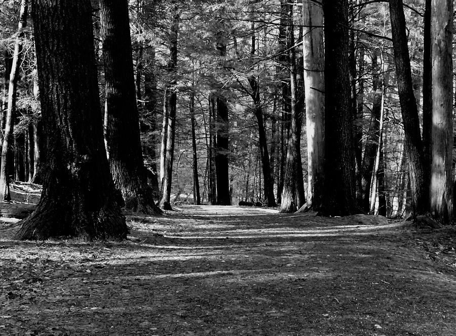 - College Woods - Durham NH Photograph by THERESA Nye