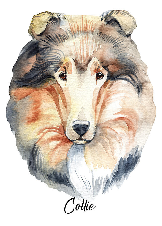 Collie Dog Breeds Digital Art by Sambel Pedes
