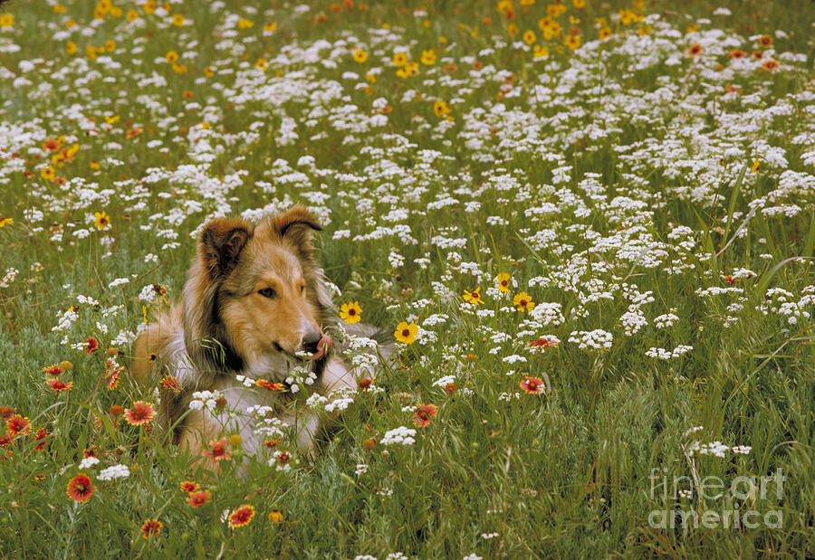 Collie In Wildflowers Photograph by CJ Collins Collie In Wildflowers Photograph by CJ Collins