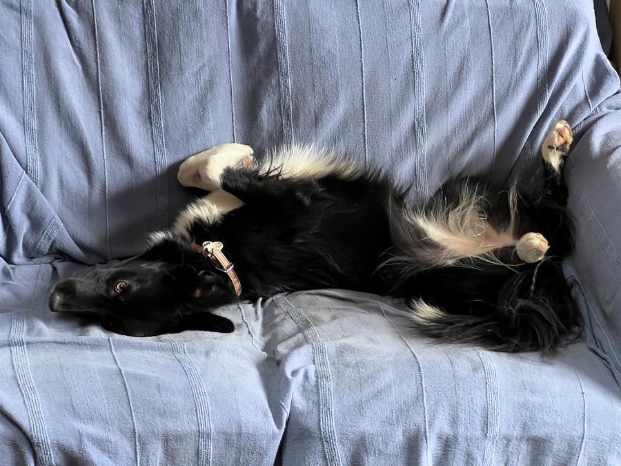 Collie On The Couch Photograph By Adrian Legg