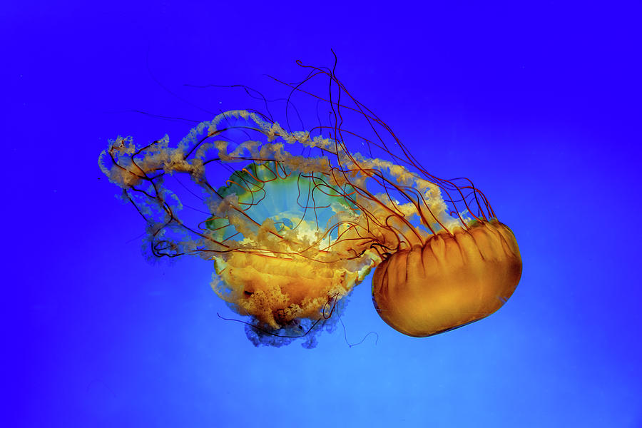 Collorfull Jelly fish Photograph by Willem Roldaan - Fine Art America