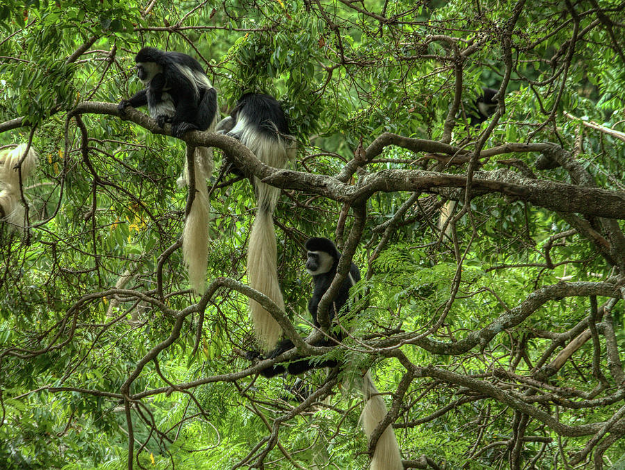 Colobus Colony Tree Photograph by Gene Taylor
