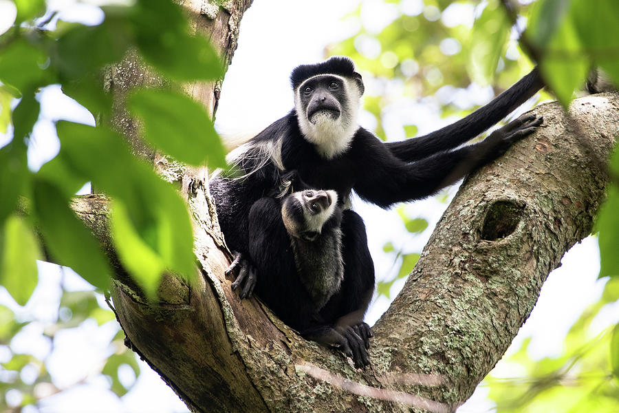 Colobus Monkey Photograph by Nicholas Phillipson