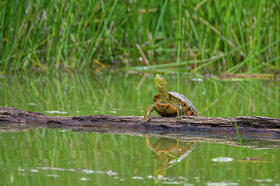 Colombian Slider Turtle CEA Mocoa Putumayo Colombia Photograph by Adam Rainoff