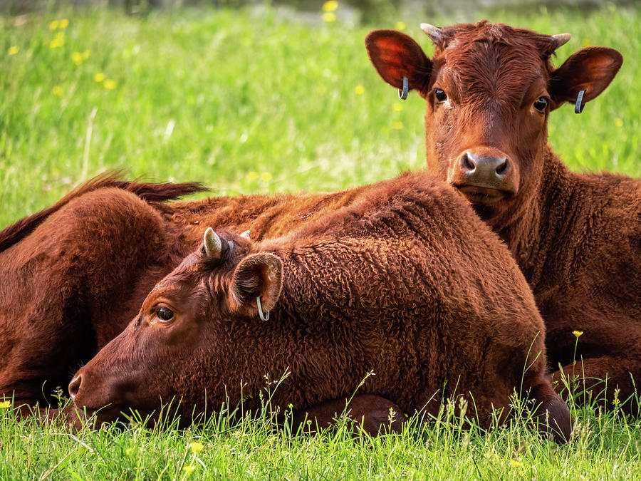 Colonial Calves in a Meadow Photograph by Rachel Morrison