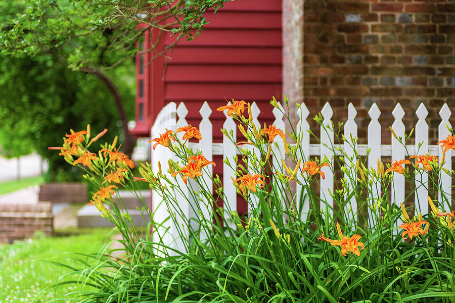 Colonial Daylilies in Spring Photograph by Rachel Morrison
