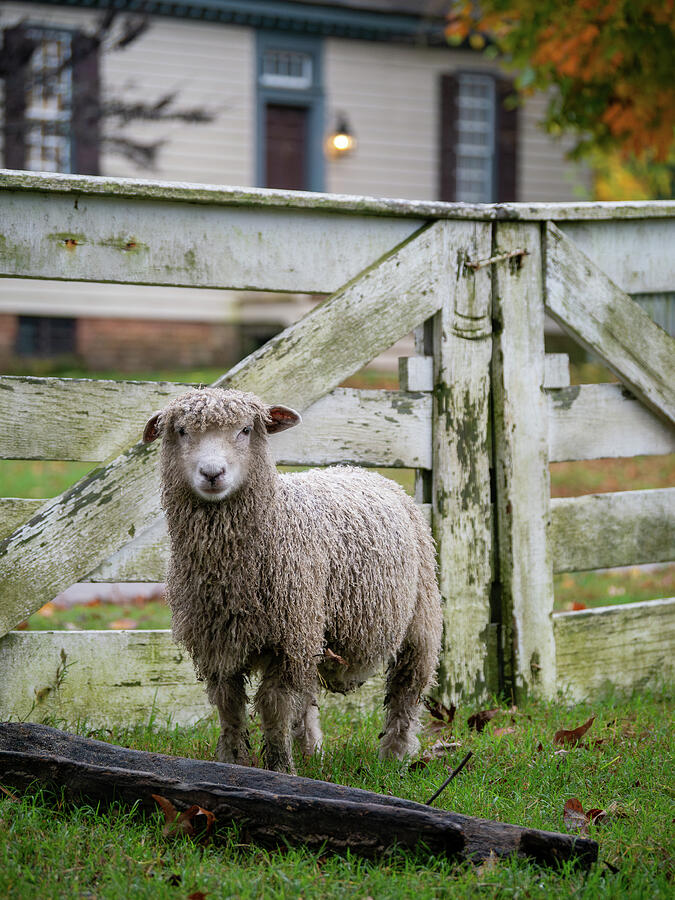 Colonial Sheep in Autumn Photograph by Rachel Morrison Colonial Sheep in Autumn Photograph by Rachel Morrison