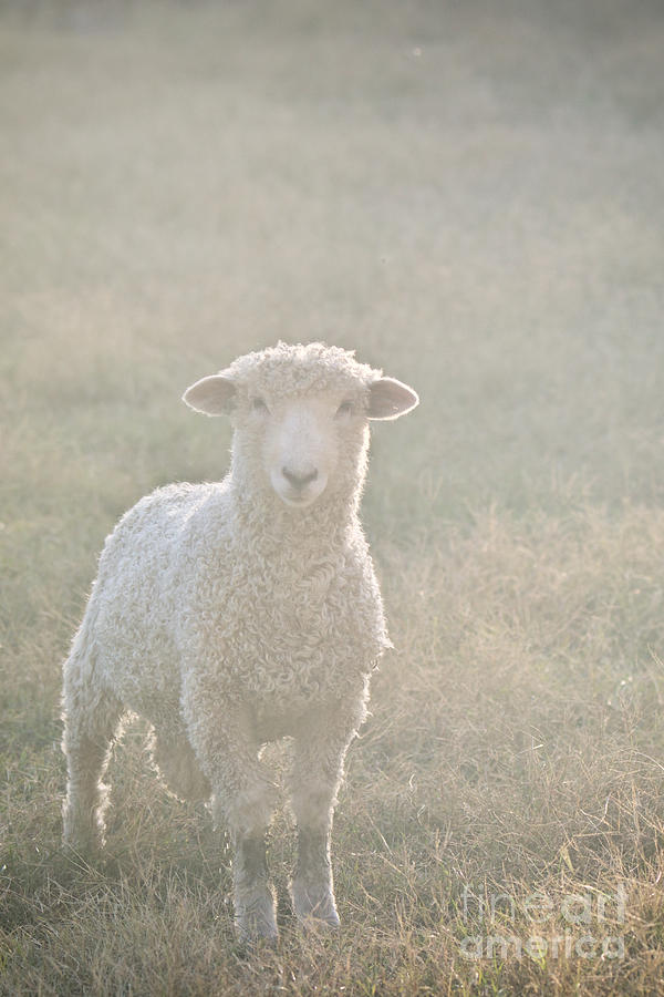 Colonial Sheep in Soft Light Photograph by Rachel Morrison