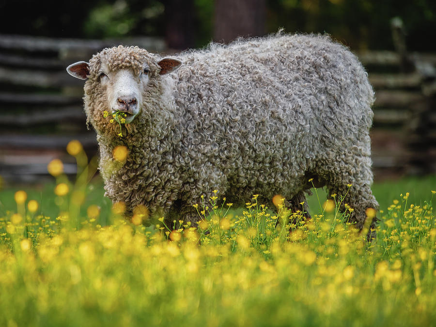 Colonial Sheep in Spring Buttercups Photograph by Rachel Morrison
