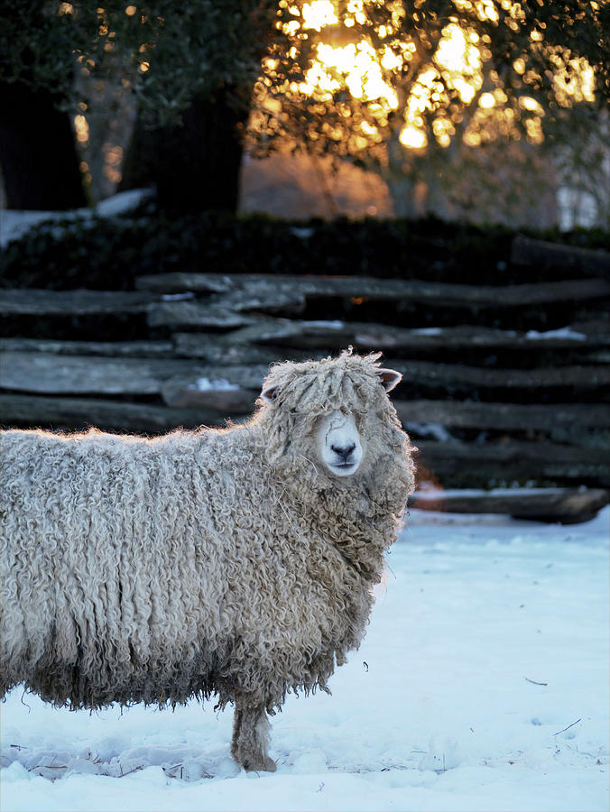 Sheep Photograph - Colonial Sheep in Winter by Rachel Morrison