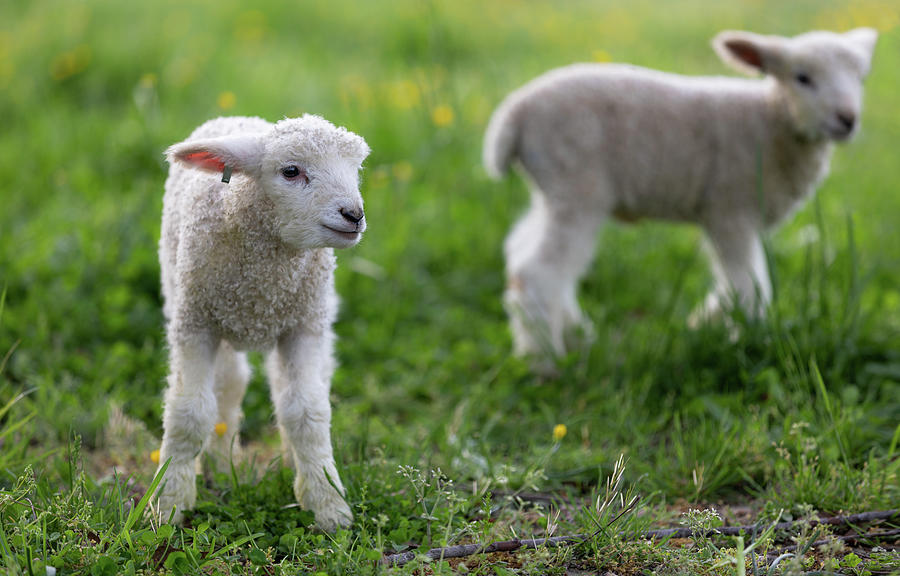 Colonial Spring Lambs Photograph by Rachel Morrison
