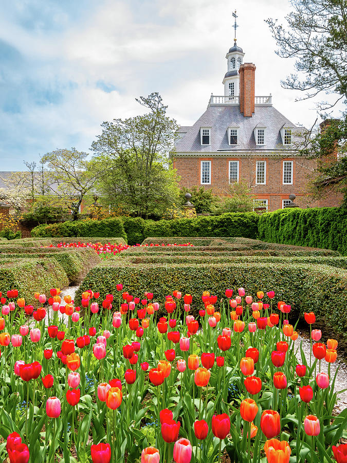 Colonial Tulip Garden Photograph by Rachel Morrison