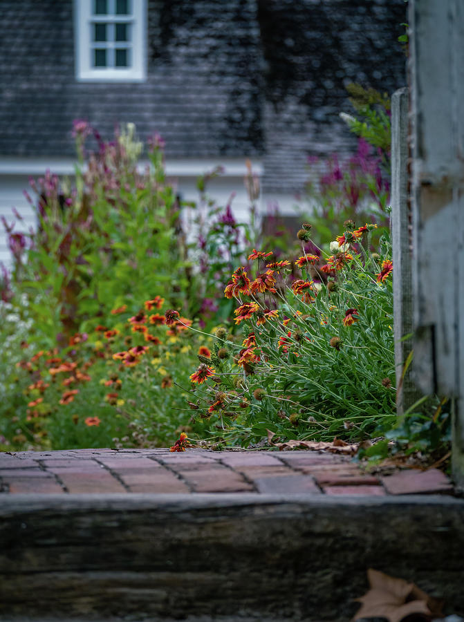 Stepping into a Late Summer Garden Photograph by Rachel Morrison