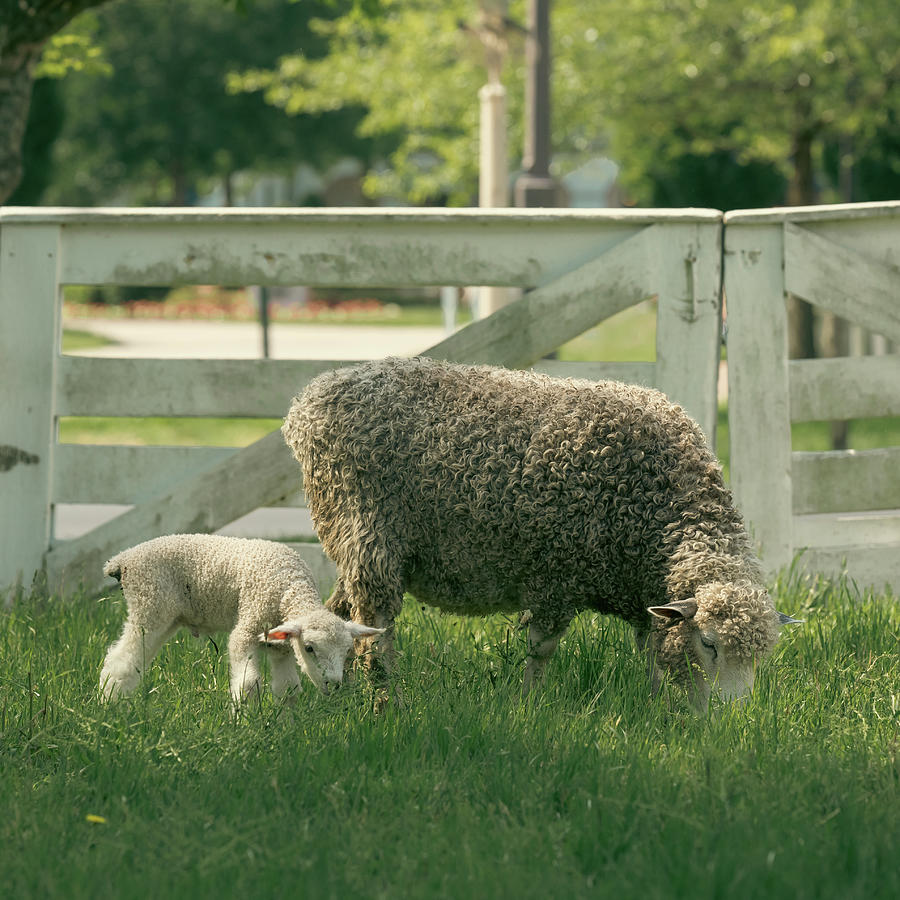 Colonial Williamsburg Lamb and Ewe Photograph by Rachel Morrison