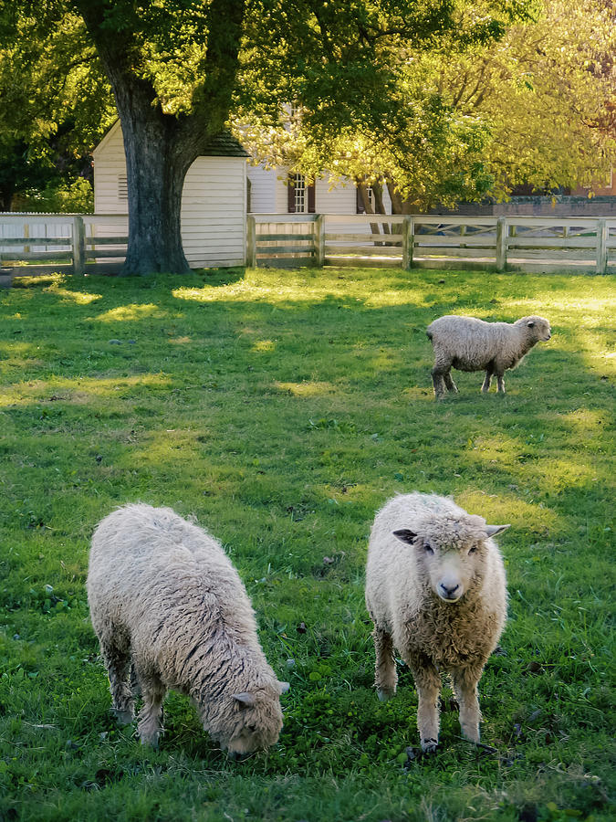 Colonial Williamsburg Sheep in Green Pasture Photograph by Rachel Morrison