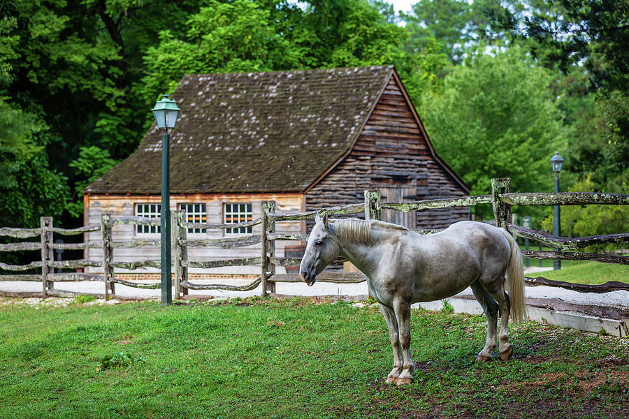 Colonial Williamsburg White Horse Photograph