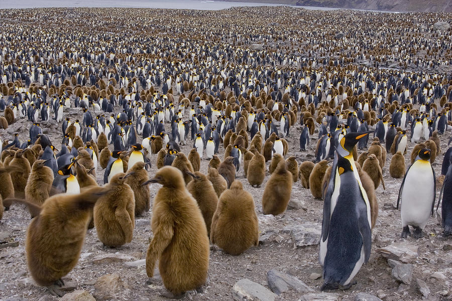 Colony of King Penguins (Aptenodytes patagonicus) in St. Andrews Bay, South Georgia Island, Southern Atlantic Islands, Antarctica Photograph by Gallo Images