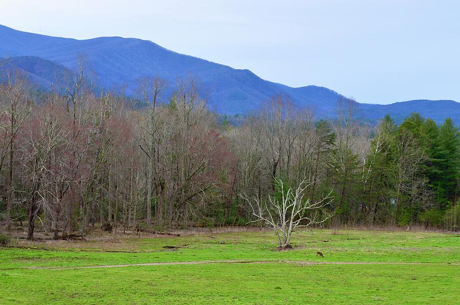 Color Across Cades Cove Tennessee. Photograph by Warren Thompson