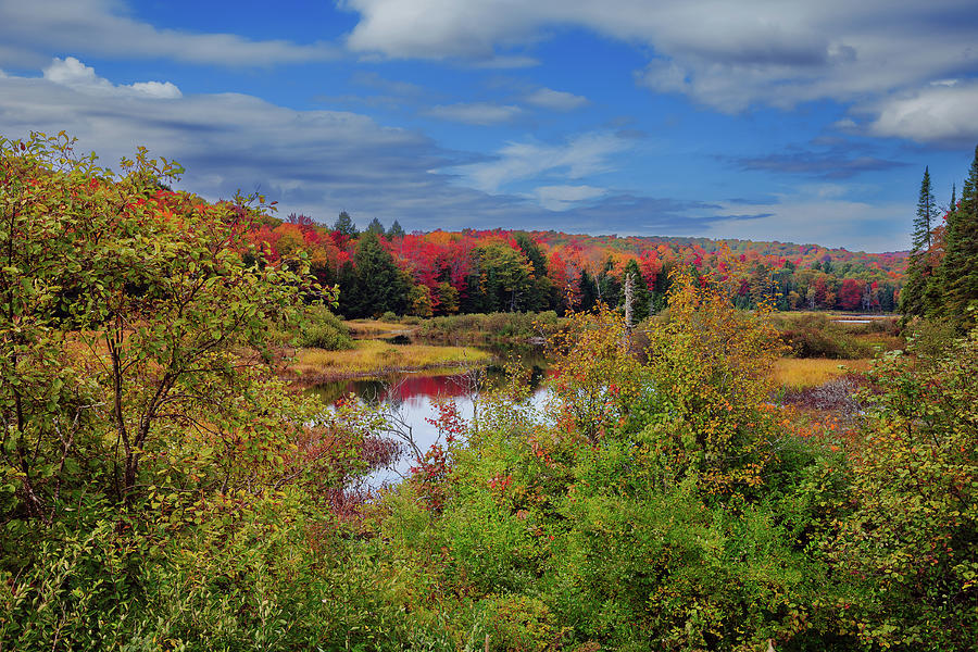 Color Along the River Photograph by David Patterson