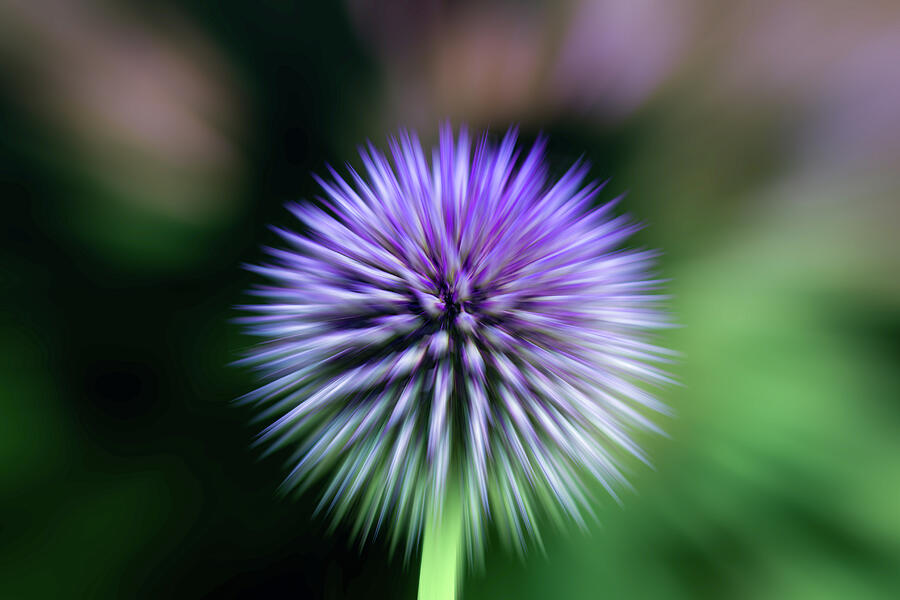 Color Blur Thistle Cool Photograph by Tanya C Smith
