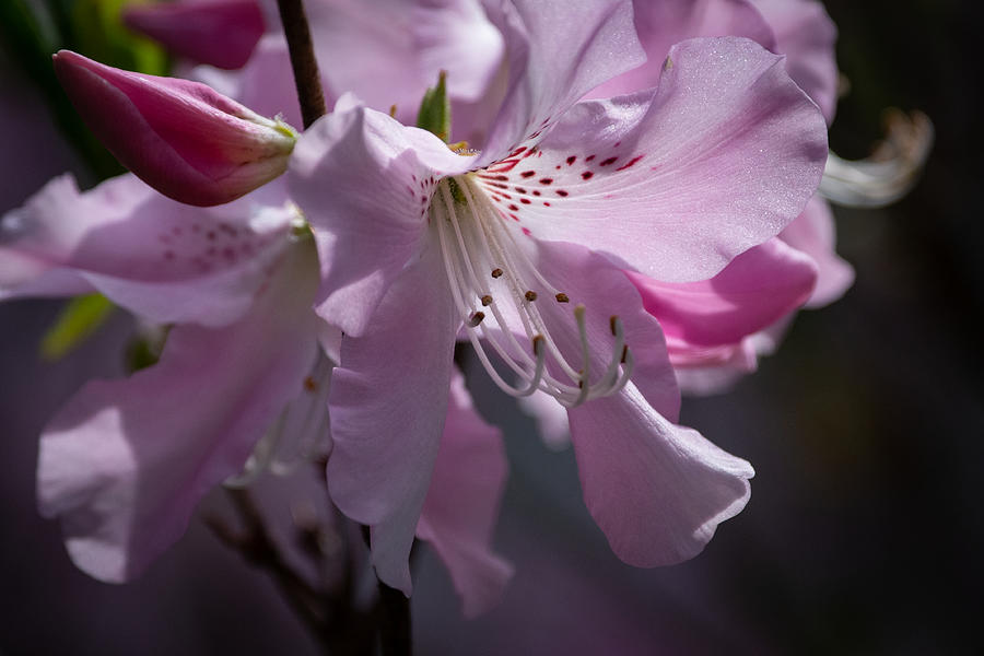 Color-changing Azalea II Photograph by Linda Bonaccorsi Color-changing Azalea II Photograph by Linda Bonaccorsi